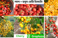 লাল + হলুদ চেরি টমেটো বীজ কম্বো ।  Red + yellow Cherry Tomato Seeds combo_img_0