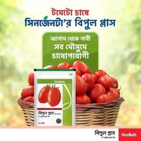 F1 হাইব্রিড টমেটো বীজ বিপুল প্লাজা ( To 1057 ) । F1 Hybrid Tomato Seeds Bipul Plus (To 1057)._img_1