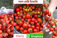 লাল চেরি টমেটোর বীজ । Red Cherry Tomato Seeds_img_0