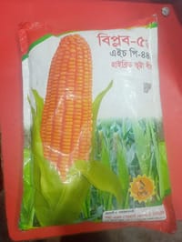 হাইব্রিড ভুট্টার বীজ বিপ্লব  ৫৫ ( এইচ পি - ৪৪৪ )   । Hybrid corn seed Biplob 55 ( H P - 444 )_img_0