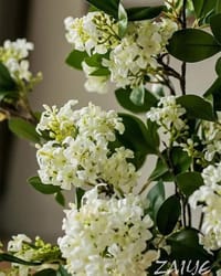 Kamini Flowers_img_4