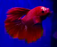 হাফমুন বেট্টা ফিস_img_2