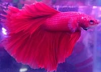 হাফমুন বেট্টা ফিস_img_3