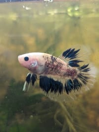 হাফমুন বেট্টা ফিস_img_7