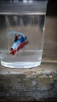 হাফমুন বেট্টা ফিস_img_8