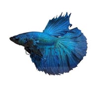 হাফমুন বেট্টা ফিস_img_9