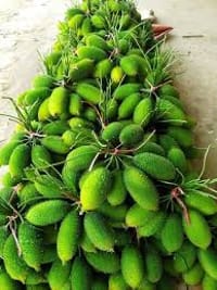 সেরা জাতের পাহাড়ি  কাকরোল কন্দ।_img_1