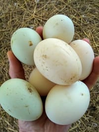 দেশী হাসের ডিম (Deshi Duck Egg)_img_0