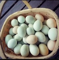 দেশী হাসের ডিম (Deshi Duck Egg)_img_2