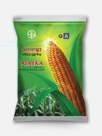 হাইব্রিড ভুট্টা আলাস্কা।   Hybrid Maize Alaska_img_0