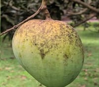 হাড়িভাঙ্গা আম_img_0