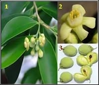 আগার আতর_img_1