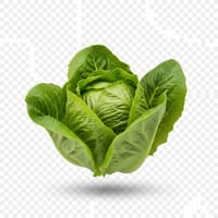 লেটুস_img_0