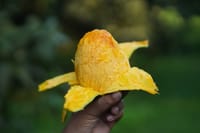রাজশাহীর অর্গানিক ল্যাংড়া আম (Lengra Mango)_img_3