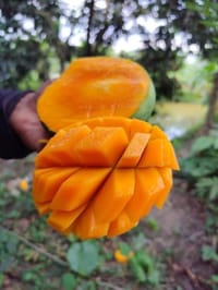 রাজশাহীর অর্গানিক ল্যাংড়া আম (Lengra Mango)_img_11