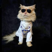 2.5kg cat panjabi_img_0