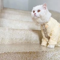 2.3 kg cat panjabi_img_1