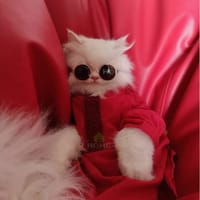 1.7 kg cat panjabi_img_0