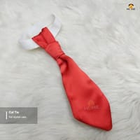 cat tie_img_0