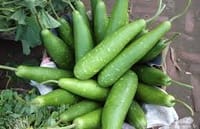 হাইব্রিড জাতের লম্বা লাউ বীজ_img_0