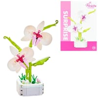 Phalaenopsis Potted_img_1