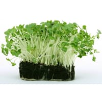 Radish Microgreen Seeds 100 gram_img_0