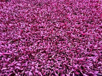 Red Amaranth  Microgreens Seeds_img_1