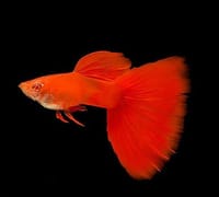 Albino Red Moscow Guppy.🔴_img_0