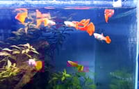 Albino Red Moscow Guppy.🔴_img_1