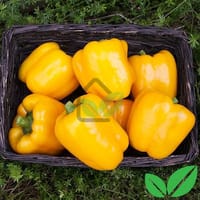 হলুদ ক্যাপসিকাম / Capsicum Yellow F1 Hybrid Seeds_img_0