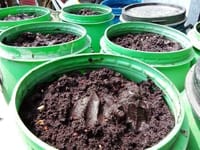 মিষ্টি চার (১ কেজি) - Sweet Cara (1kg)_img_1