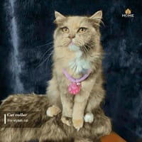 Nameplate collar_img_11