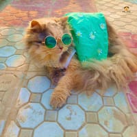 2.5 kg cat frock_img_0