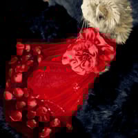 Flower gown (custome)_img_8