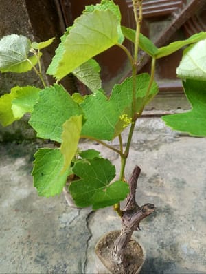 গ্রিন লং_img_1