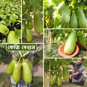 কেজি বেগুন / বারি বেগুন ১২ । Bari begun baro / kg begun