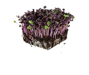Radish Pink Microgreen Seeds
