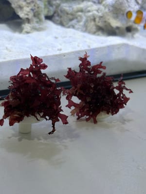 RED BUSH (macro algee per frag)