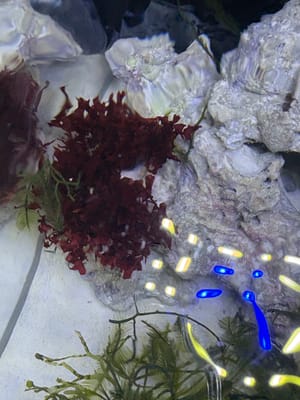 RED BUSH (macro algee per frag)_img_1