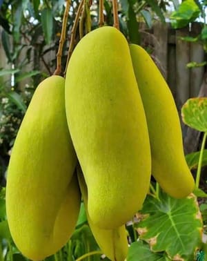 ব্যানানা আম