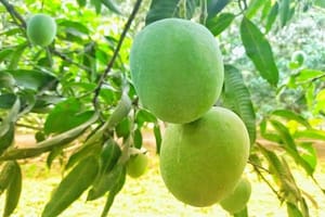 ল্যাংড়া আম_img_1