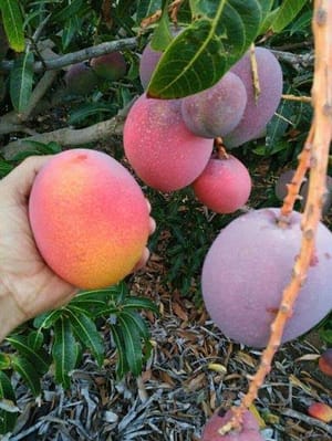 সূর্যডিম বা মিয়াজাকি আম_img_1