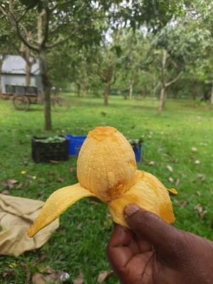 হাড়িভাঙ্গা আম গাছ_img_3