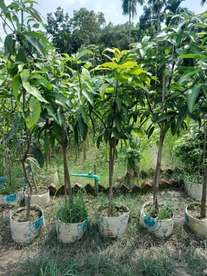 হাড়িভাঙ্গা আম গাছ_img_2