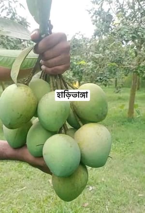 হাড়িভাঙ্গা আম গাছ_img_4