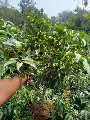 চায়না ৩ লিচু_img_2