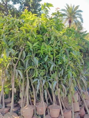 আম্রপালি গাছ_img_2