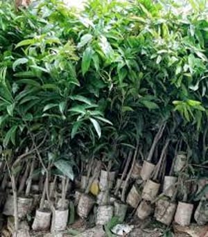 গোপালভোগ আম