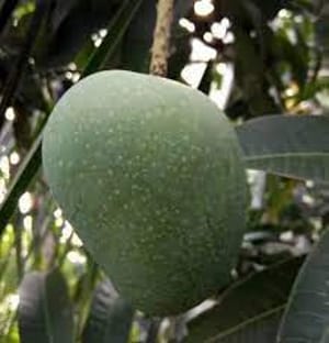 গোপালভোগ আম_img_1