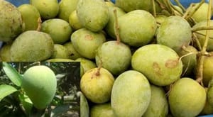 গোপালভোগ আম_img_2